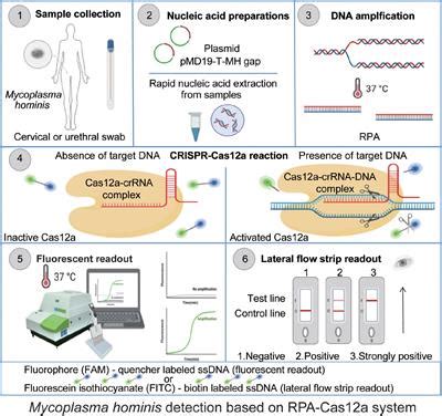 Frontiers Development Of A RPA CRISPR Cas12a Assay For Rapid Simple