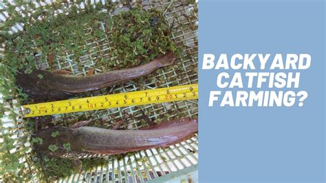 HOW TO DO CATFISH FARMING WITHOUT COMMERCIAL FEEDS CATFISH FED WITH