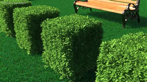 Boxwood Square Bush 3d Model 29 3ds Blend C4d Fbx Max Ma Lxo