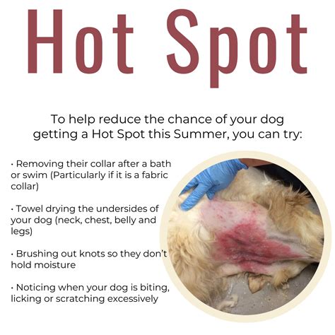 Cowes Vet - HOT SPOTS Hot Spots are a moist skin rash that...