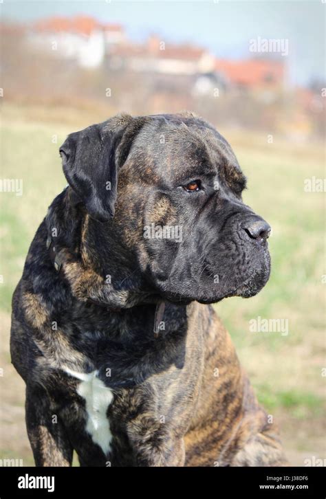 Portrait Of Cane Corso Stock Photo Alamy