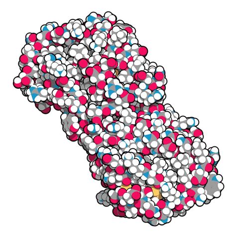 Human Recombinant Colony Stimulating Factor 1 Protein Fc CSF1