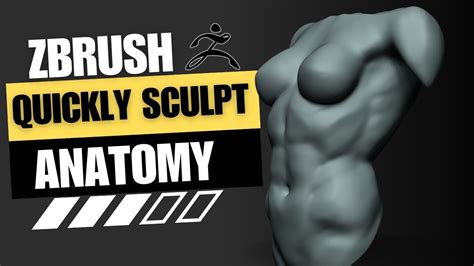 Quickly Sculpt Female Torso In Zbrush Youtube