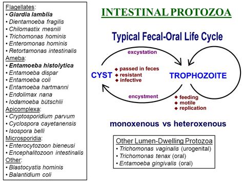 Trichomonas Hominis In Stool