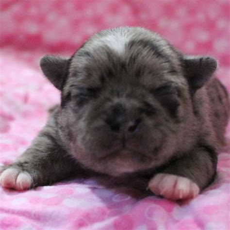 Pug Puppies for Sale (Cute, Smart, & Healthy) | VIP Puppies