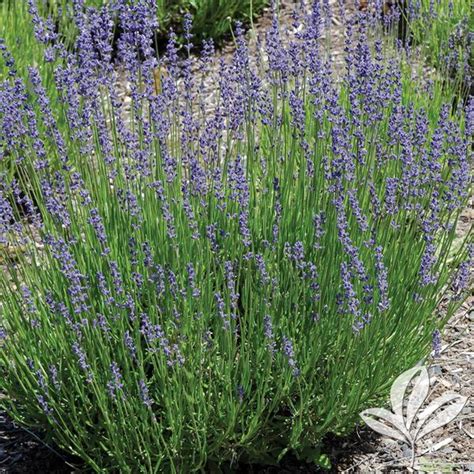 Lavandula Lavandula X Intermedia Niko Phenomenal™ Lavender From