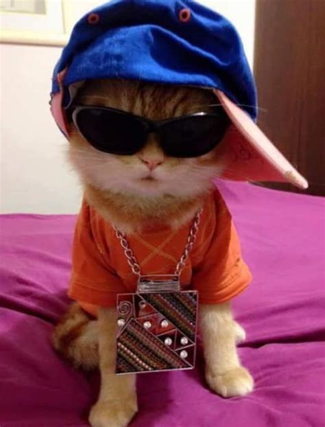 Cool Cat Cute Cat Memes Cute Cats Funny Cats