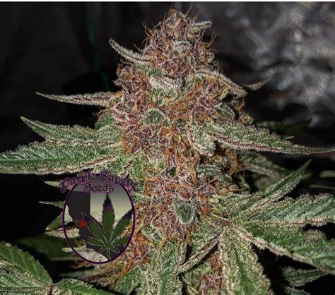 Purple Caper Seeds Black Runtz Cake Auto Feminized Autoflower