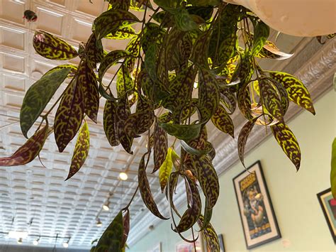 Lipstick Plant Black Pagoda | Plant Mode