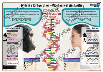 A Poster Worksheet Dna Hybridization By The Flipped Teacher Tpt