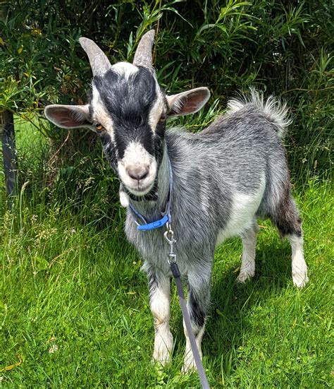 Introducing – Little Joshua! – Bleakholt Animal Sanctuary