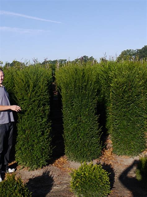 Taxus Baccata Heimische Eibe Cm Block Mit Drahtballierung