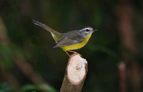 Foto Pula Pula Basileuterus Culicivorus Por Paulo Fenalti Wiki Aves