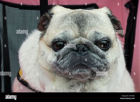 Ugly pug hi-res stock photography and images - Alamy