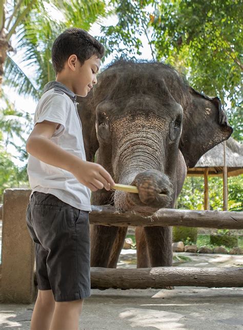 Elephant Feeding - Lombok Wildlife Park