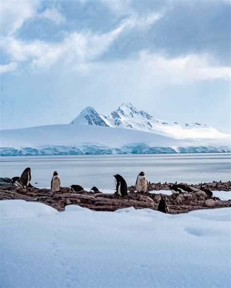 Unforgettable Journeys: Antarctica Cruise Review