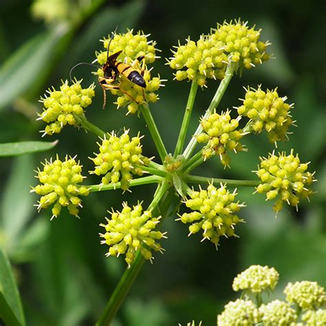 LEVISTICO BOTANICALS IL PORTALE SULL UTILIZZO DELLE PIANTE MEDICINALI