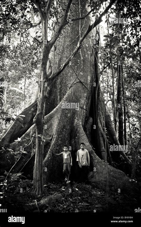 Kapok Tree Hi Res Stock Photography And Images Alamy