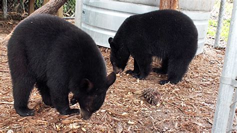 Sanford zoo breaks ground on Florida black bear habitat | WFTV