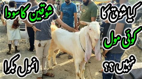 Lalukhet Bakra Mandi Karachi Latest Rates On 18 Sep Bakra Mandi