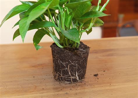 Wild Interiors Treating Root Rot And Soft Rot In Houseplants