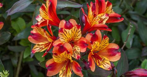 Fascinating Facts About Alstroemeria Facts Net