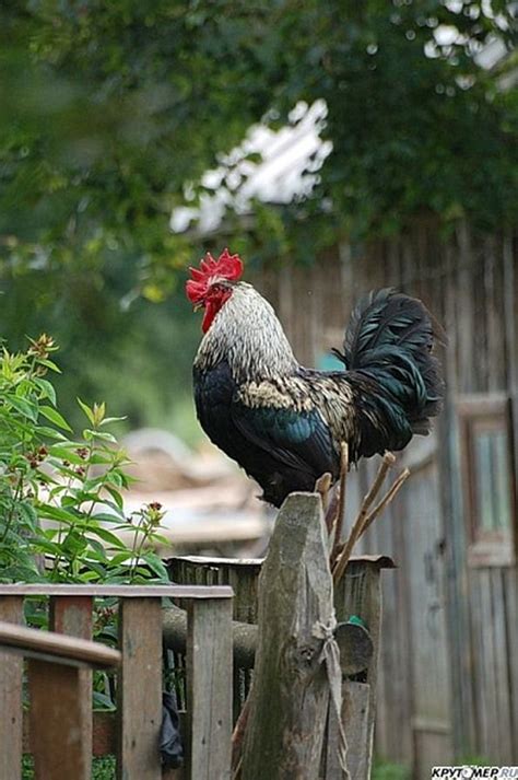 Chickens and roosters, Rooster breeds, Silkie chickens