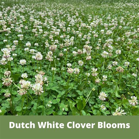 Flawn Seed Dutch White Clover Flowering Lawn Seed - Kid, Pet