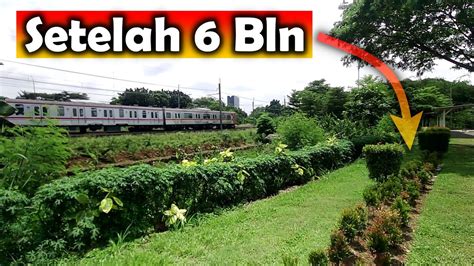 Perkembangan Setelah 6 Bulan Pagar Hidup Pucuk Merah Boulevard UPJ