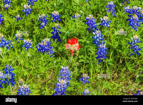 Texas Bluebonnet Wildflowers Lupinus Texensis And Indian Paintbrush