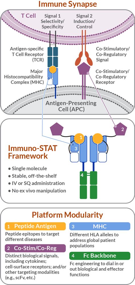 Immuno STAT Platform Cue Biopharma