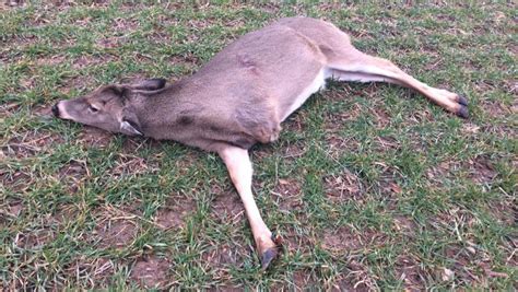 Mystery Of The 3 Legged Deer Solved Man Charged With Killing Doe