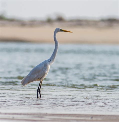 Musicroom's Imaging: Eastern Great Egret