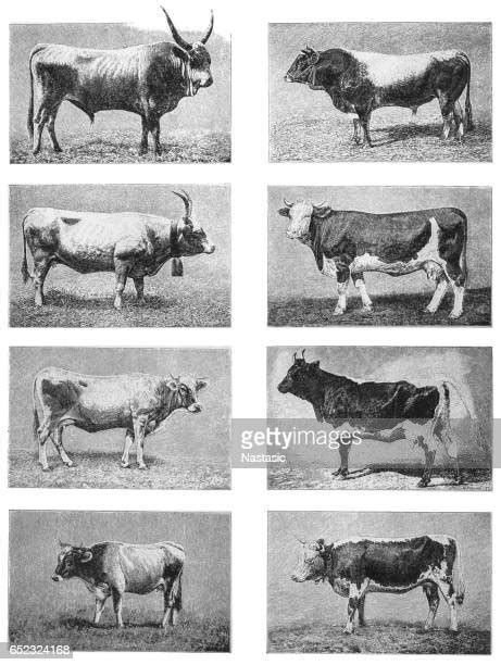 Cattle High Res Vector Graphic Getty Images