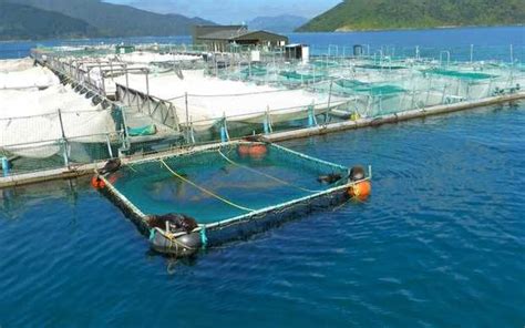 Nz Salmon Farms Among World S Most Sustainable Salmon Farming