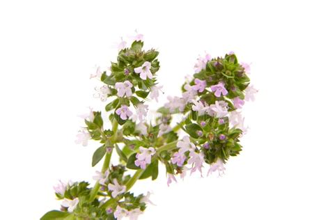 Thyme Plant Flowers Isolated On White Background Thyme Herbal Tea