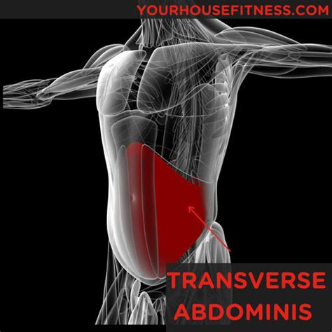 Muscle Breakdown: Transverse Abdominis