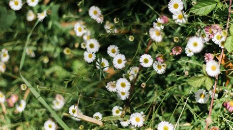 20 Types of Flowering Weeds | 1800Flowers Petal Talk