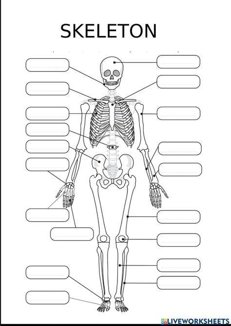 Skeleton online exercise for 6º You can do the exercises online or