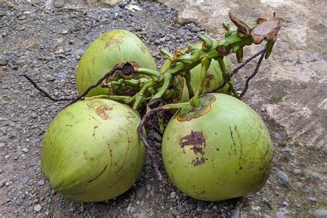 6 Manfaat Kelapa Wulung Redakan Sakit Kepala Hingga Penawar Racun