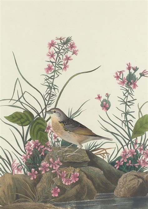 Robert Havell After John James Audubon Yellow Winged Sparrow 1832