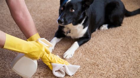 Pet Odor Removal Prestige Systems LLC