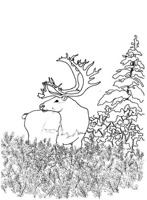 Woodland Animals Coloring Pages - Coloring Home