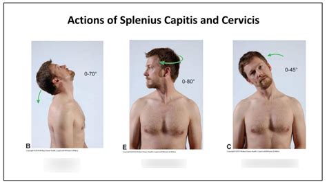 Actions Of Splenius Capitis And Cervicis Diagram Quizlet