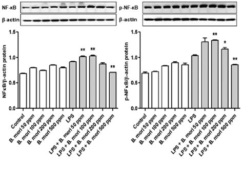 Effect Of B Mori Hemocyte Extract On Nf‑κb P65 Activity In Thp 1