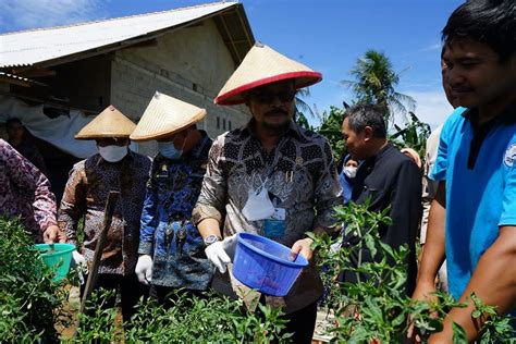 Mentan Syl Panen Perdana Cabai Hasil Integrated Farming Petani Milenial