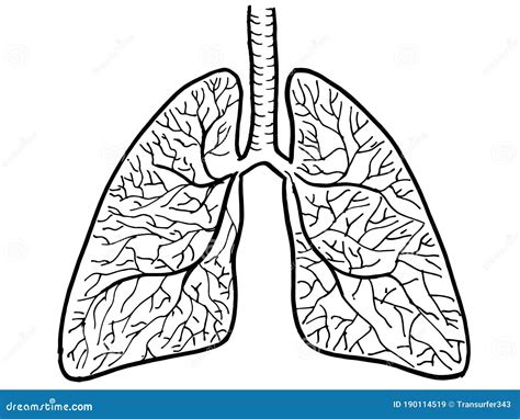 Contour Vector Outline Drawing Of Human Lungs Organ Medical Design | The Best Porn Website