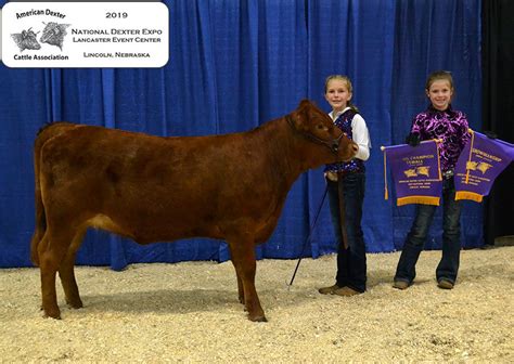 Expo Photos - American Dexter Cattle Association