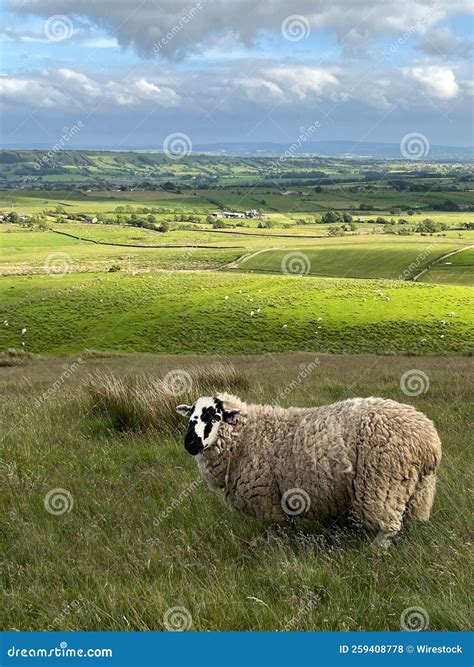 Fotografia Vertical De Uma Ovelha Escura E Branca Num Campo Verde No