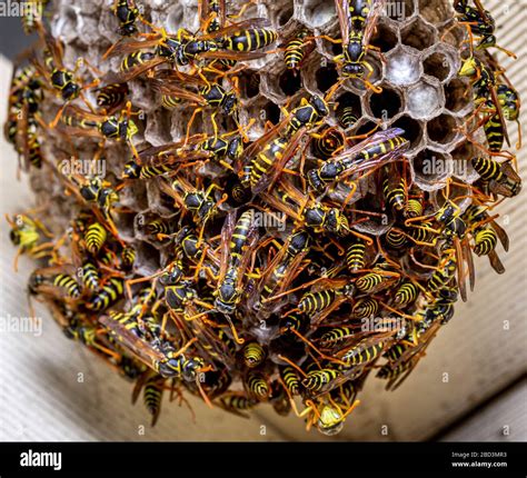 European wasp nest australia hi-res stock photography and images - Alamy